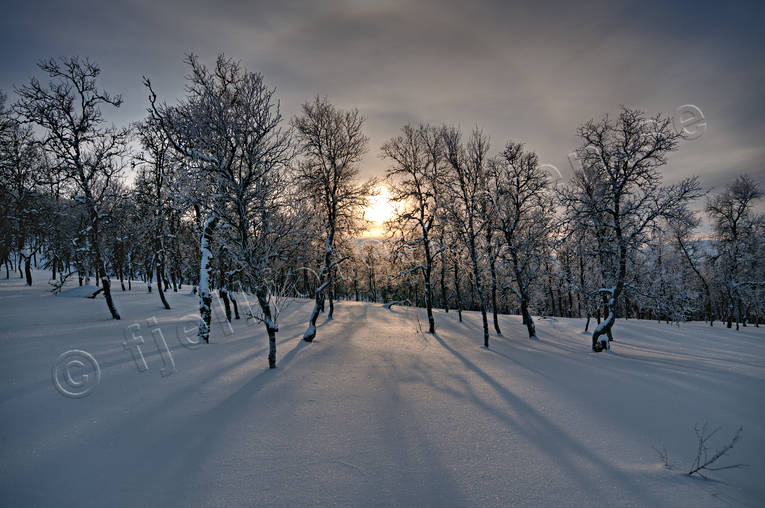 Vinterlandskap på Blåsjöfjället Blåsjöfjället, fjäll motljus, fjällbjörkskog, fjällskog, Jämtland, natur, vinter, vintersol, årstider