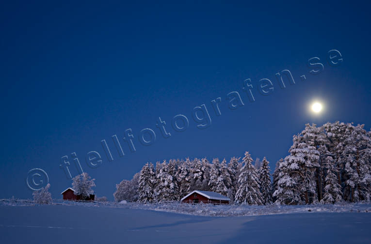 fullmne, granar, julstmning, mnsken, natt, sntyngda, stmning, stmningsbild, stmningsbilder, vinter, vinternatt, rstid, rstider