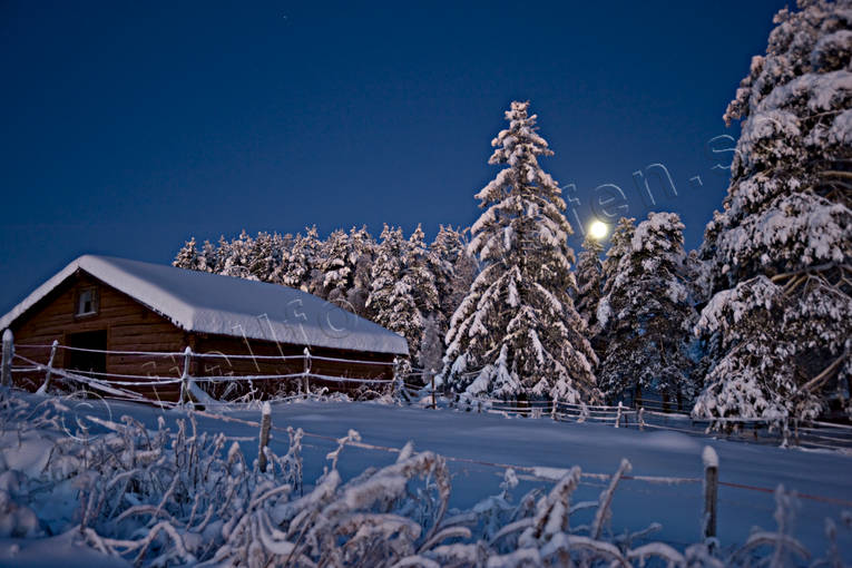fullmne, granar, julstmning, mnsken, natt, sntyngda, stmning, stmningsbild, stmningsbilder, vinter, vinternatt, rstid, rstider