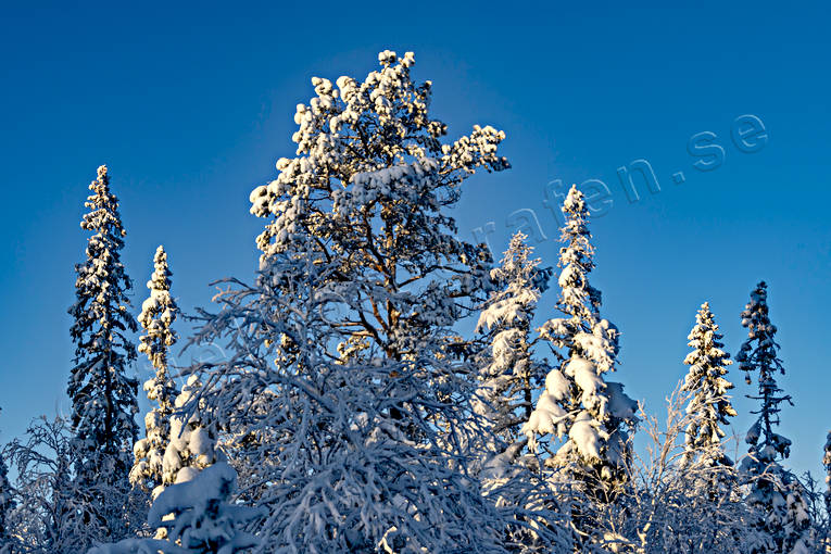 Jmtland, skog, stmning, stmningsbild, stmningsbilder, vinter, vinterskog, rstid, rstider