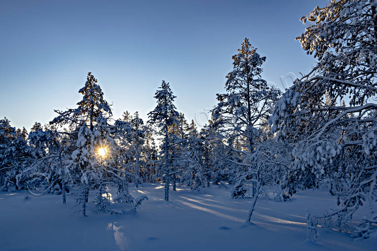 Jmtland, skog, stmning, stmningsbild, stmningsbilder, vinter, vinterskog, rstid, rstider