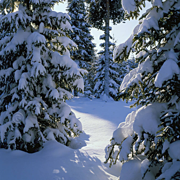 gran, granskog, Jmtland, Landskap, skog, sn, vinter, vinterlandskap