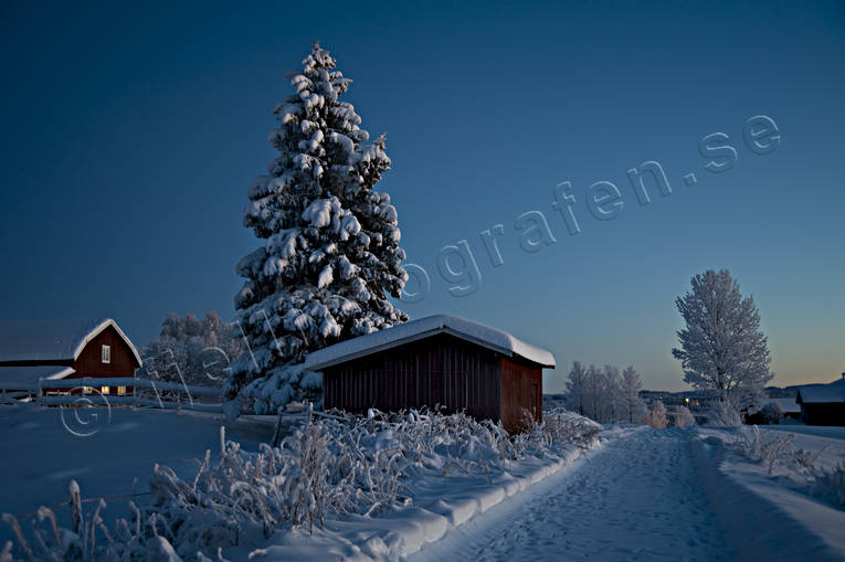 granar, julstmning, natt, sntyngda, stmning, stmningsbild, stmningsbilder, vinter, vinternatt, rstid, rstider