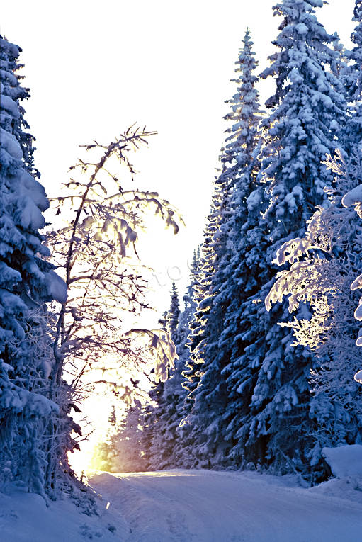 granskog, jul, julbilder, julkort, julstmning, motljus, sn, sntyngd, solnedgng, stmning, stmningsbild, stmningsbilder, vinter, vinterstmning, vg, rstid, rstider