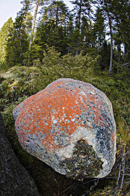 Violstensalg på sten alger, natur, orange, röd, skog, sten, violstensalg