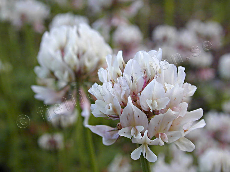 Vitklöver i blom biotop, biotoper, blom, blommor, klöver, natur, närbild, vitklöver, äng, ängar, ängsmark