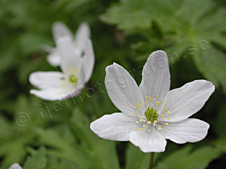biotop, biotoper, blommande, blommor, natur, skog, skogar, skogsmark, vitsippa, vitsippor, vr, rstid, rstider