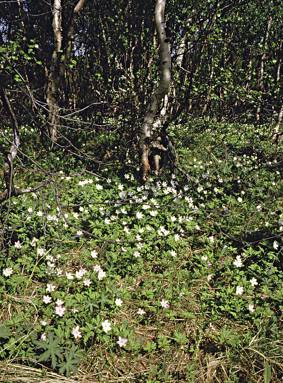 biotop, biotoper, blommor, fjll, fjllbjrk, fjllen, natur, vitsippa, vitsippor, vr, rstid, rstider