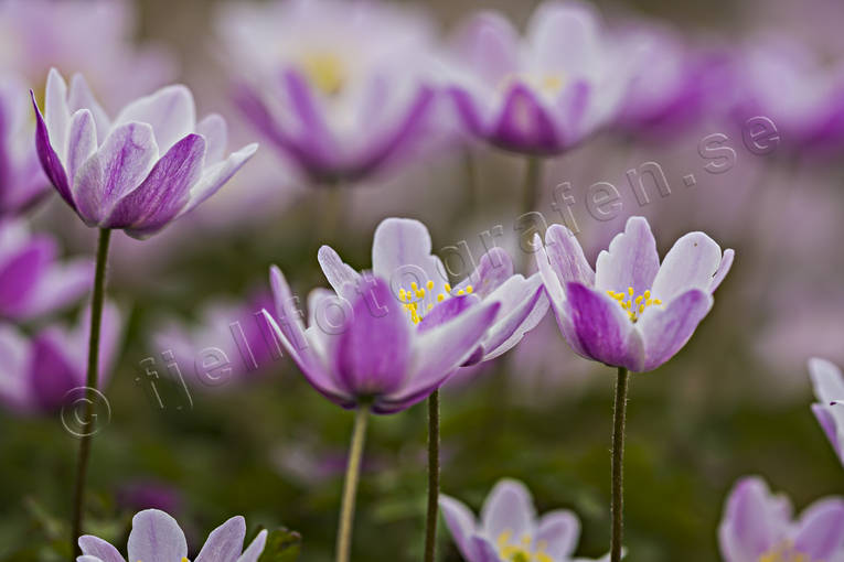 Vitsippor rödvioletta anemone nemorosa, biotop, biotoper, blomma, blommor, fjällblommor, natur, rosa, skog, vitsippa, vitsippor, växter, ängsmark