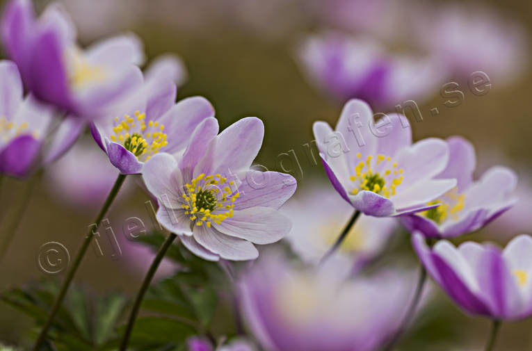 Vitsippor rödvioletta anemone nemorosa, biotop, biotoper, blomma, blommor, fjällblommor, natur, rosa, skog, vitsippa, vitsippor, växter, ängsmark