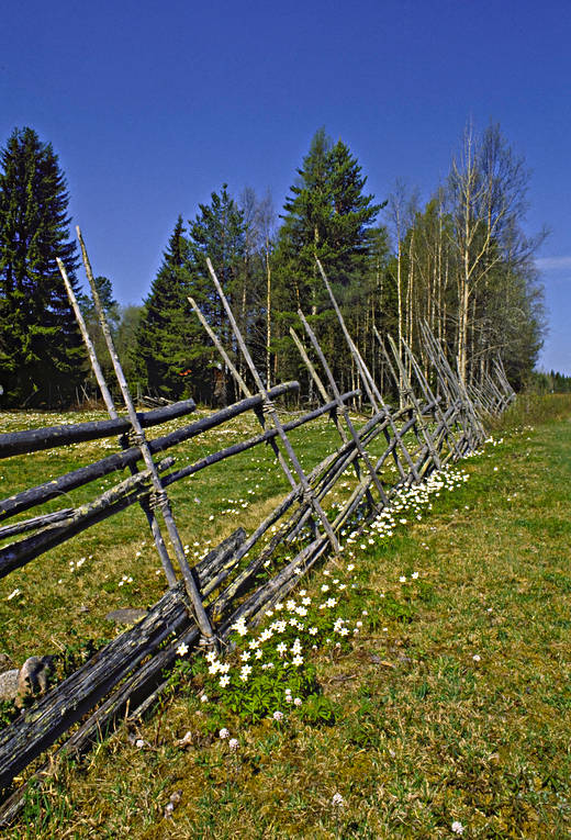 biotop, biotoper, grdesgrd, grdsgrd, natur, tallhedsfbodarna, vitsippa, vitsippor, vr, rstid, rstider, ng, ngar, ngsmark