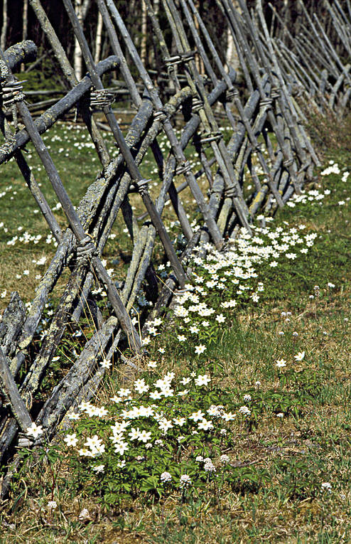 biotop, biotoper, grdesgrd, grdsgrd, natur, tallhedsfbodarna, vitsippa, vitsippor, vr, rstid, rstider, ng, ngar, ngsmark