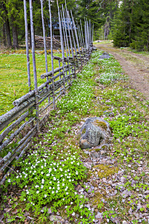 Vitsippor vid gärdsgård Dalarna, fäbodvall, gärdesgård, gärdsgård, natur, vitsippa, vitsippor, ängsmark