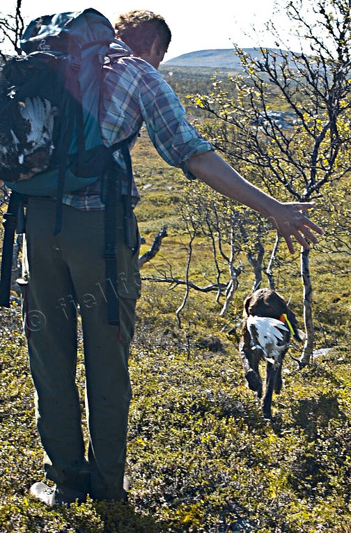 Vorsteh apporterar ripa apport, fjälljakt, fågeljägare, hund, jakt, jägare, ripa, ripjakt, ripjägare, stående fågelhund, vorsteh