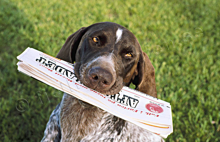 Vorsteh med tidning apport, apportera, bär, bära, djur, däggdjur, fågelhund, hund, hundar, jakthund, tidning, vorsteh