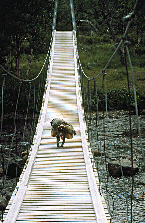 Vorsteh på hängbro bro, broar, bära, djur, däggdjur, fågelhund, hund, hundar, hängbro, jakthund, klövja, klövjning, vorsteh