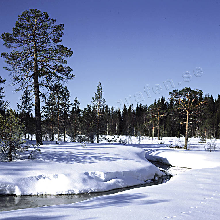 Blejkmyren, bck, Jmtland, Landskap, sn, vinter, vintermorgon, vrvinter