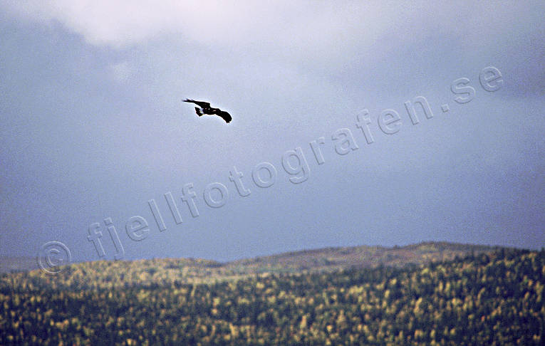 Vråk över skog och fjäll djur, flyga, fågel, fåglar, himmel, rovfågel, rovfåglar, vråk