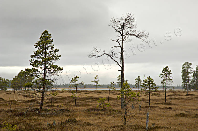 Värsångflon nedom Västfjället dimma, höst, Jämtland, myr, myrmarker, årstid, årstider