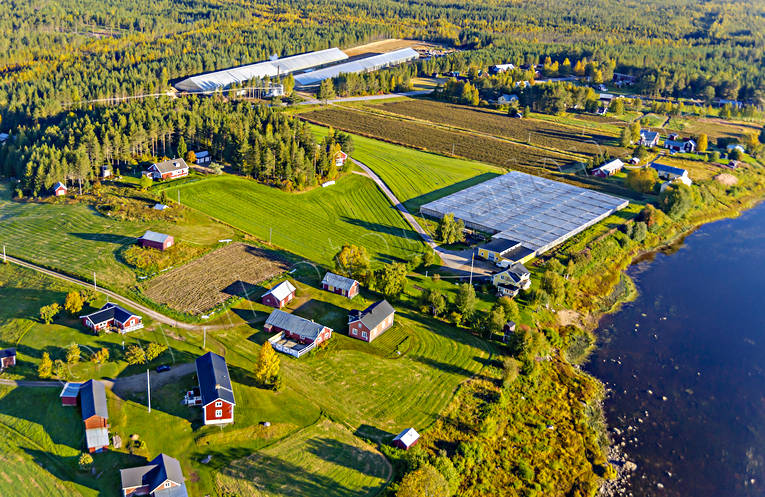Växthus vid polcirkeln anläggningar, drönarbilder, drönarfoto, flygbild, flygbilder, Flygfoto, flygfoton, gurkodling, gårdar, Hietalas Handelsträdgård, höst, Korva, Norrbotten, polcirkeln, tomatodling, växthus