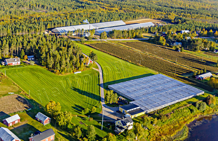 Växthus vid polcirkeln anläggningar, byggnader, byggnationer, drönarbilder, drönarfoto, flygbild, flygbilder, Flygfoto, flygfoton, gurkodling, gårdar, Hietalas Handelsträdgård, höst, Korva, Norrbotten, polcirkeln, tomatodling, växthus