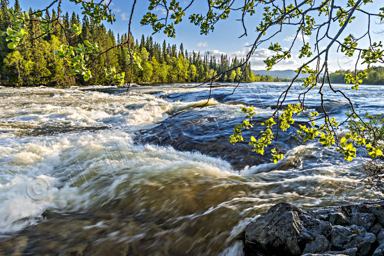 Vårflod i Tegeforsen fors, Indalsälven, Jämtland, Landskap, natur, sjö, vatten, vattendrag, vår, vårflod
