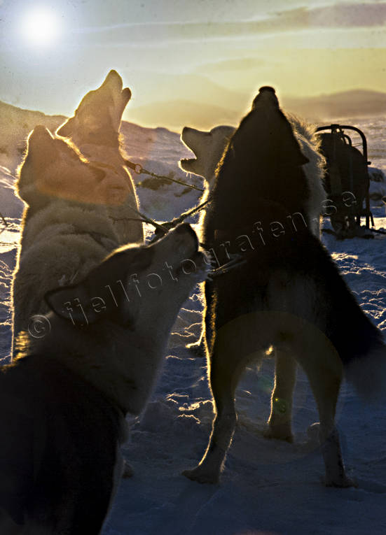 Ylande grönlandshundar djur, draghundar, däggdjur, fjäll, fjällandskap, friluftsliv, grönlandshund, grönlandshundar, slädfärd, slädhund, snö, sport, uteliv, vinter, vinterbild, vinterfjäll, vinterlandskap, vinterstämning, äventyr