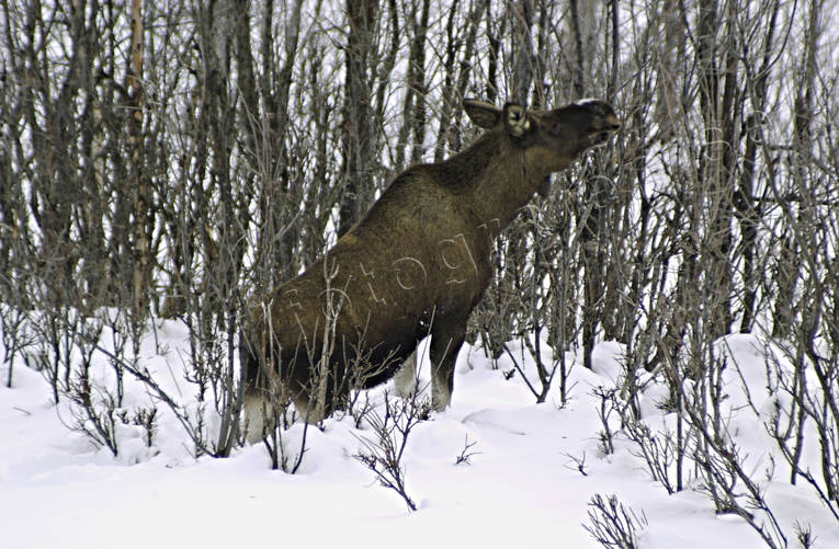 betar, bete, djur, dggdjur, lvsly, vinter, lg, lgar, lgbete