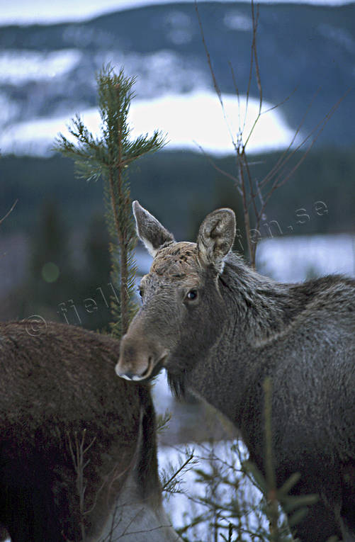 bete, djur, dggdjur, tallplantor, ungskog, lg, lgar, lgbete, lgkalv