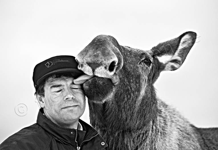 djur, dggdjur, glad, gldje, husse, kompisar, lycka, mnniska, s/v, slick, slickar, svartvit, vnskap, lg, lgar