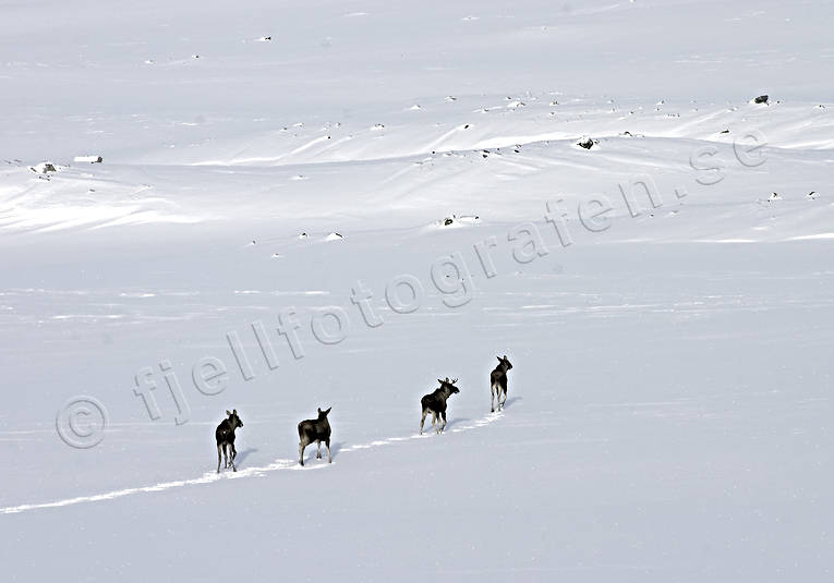 djur, dggdjur, fjll, fjllen, Landskap, natur, sn, sylarna, vandring, vandringslg, vandringslgar, vinter, vintervandring, lg, lgar, lgfamilj