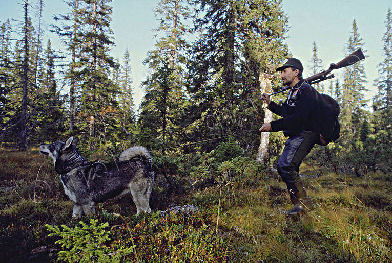 jakt, jakt lgjakt, ledhund, lgjakt