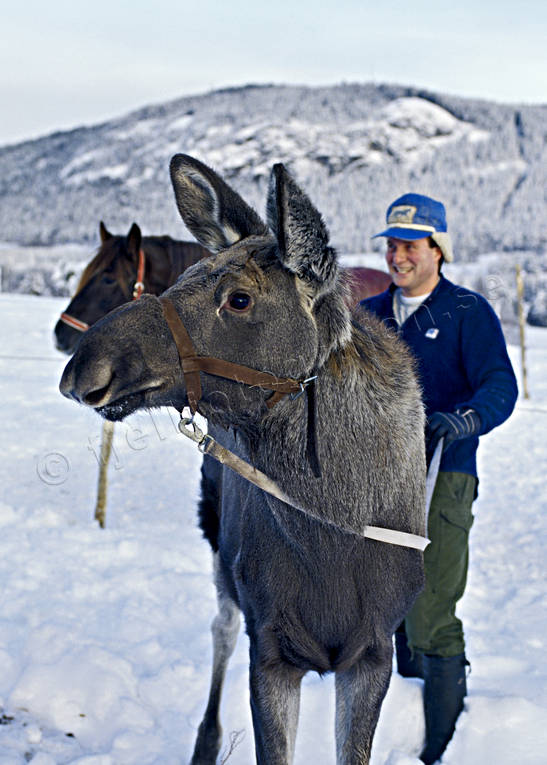 djur, dggdjur, husse, tam, uppfdd, uppfdning, lg, lgar, lgfarm, lgkalv