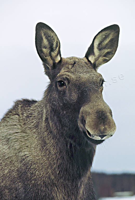 djur, dggdjur, lyssna, lyssnar, nrbild, lg, lgar, lgko, ron