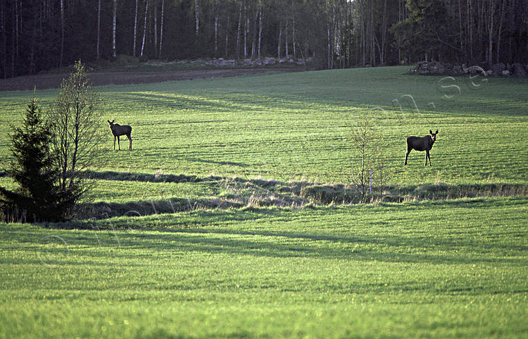 betar, djur, dggdjur, grnska, kvllssol, morgonsol, ker, lg, lgar, lgbete
