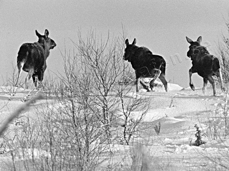 djur, dggdjur, fly, flyg, flyr, kalv, kalvar, svartvit, vinter, lg, lgar, lgkalv, lgko