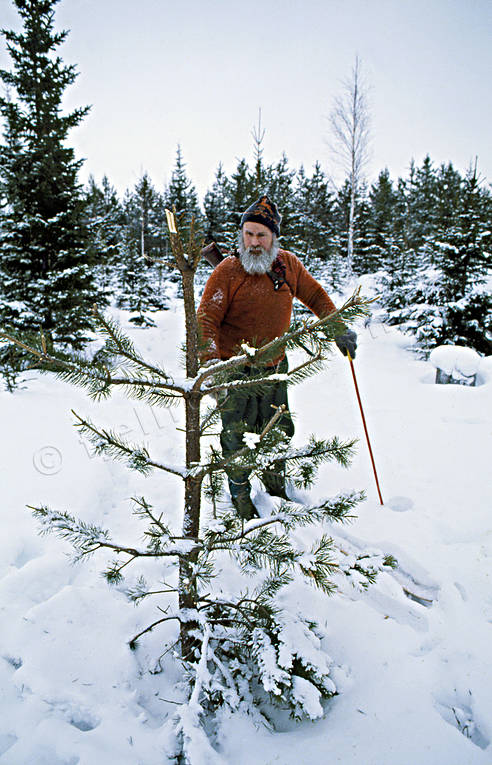 betesskador, djur, dggdjur, plantering, tall, tallplantering, lg, lgar, lgbete, lgbetesskada, lgskada