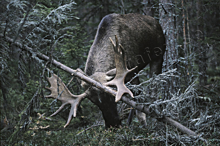 basthud, djur, dggdjur, feja, fejar, horn, hornen, oxe, skog, tjur, lg, lgar, lgoxe, lgtjur