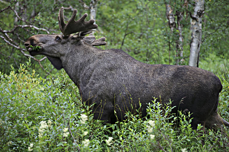 betar, betning, djur, dggdjur, hjortdjur, hornkrona, oxe, Rapadalen, sarek, tjur, lg, lgar, lgkrona, lgoxe, lgtjur