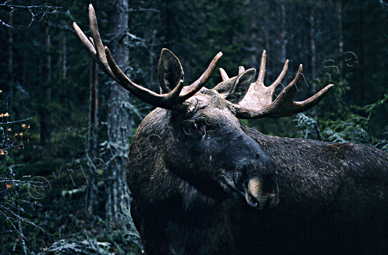 djur, dggdjur, hjortdjur, hornkrona, krona, oxe, taggar, tjur, lg, lgar, lgoxe, lgtjur