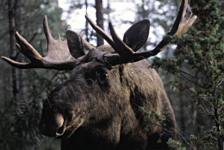 djur, dggdjur, hjortdjur, horn, hornkrona, konung, krona, oxe, skog, skogens, taggar, tjur, lg, lgar, lgkrona, lgoxe, lgtjur