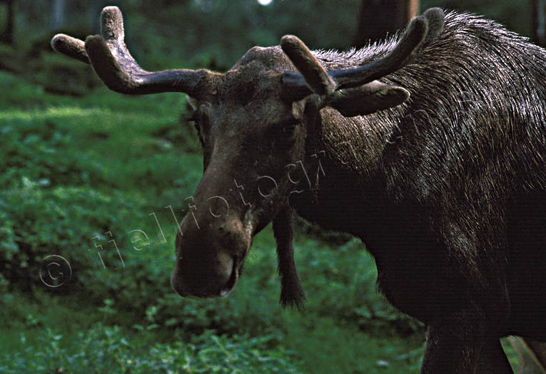 basthud, djur, dggdjur, horn, nrbild, skggtm, lg, lgar, lghuvud, lgtjur