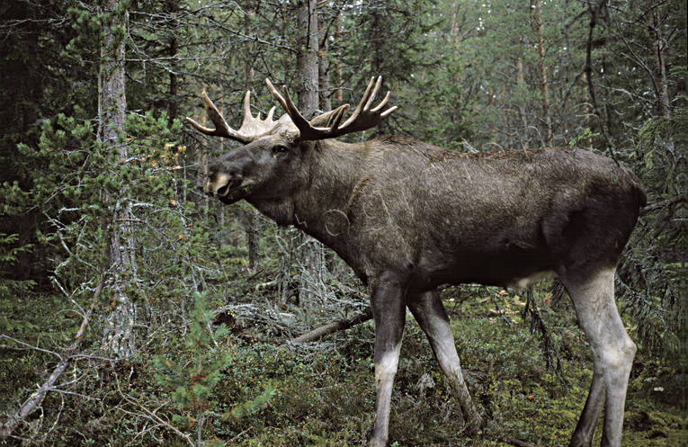 djur, dggdjur, hjortdjur, horn, krona, oxe, tjur, lg, lgar, lgoxe, lgtjur
