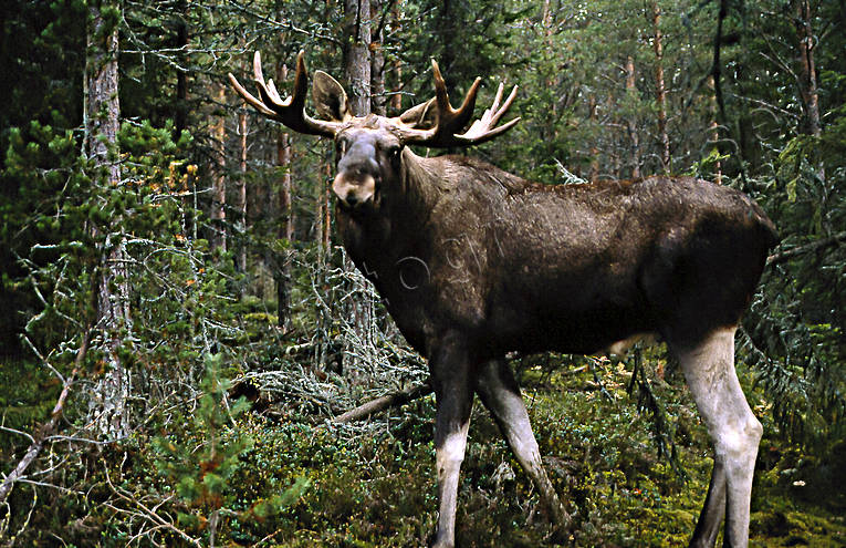 djur, dggdjur, hjortdjur, oxe, tjur, lg, lgar, lgoxe, lgtjur