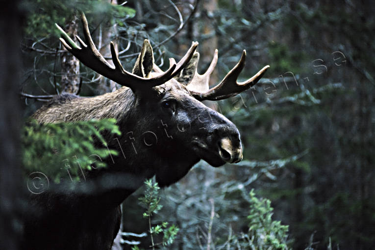 djur, dggdjur, hjortdjur, horn, hornkrona, konung, krona, oxe, skog, taggar, tjur, lg, lgar, lgkrona, lgoxe, lgtjur