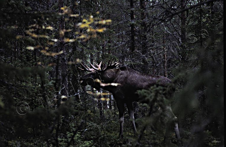 djur, dggdjur, horn, krona, oxe, skog, skogens konung, tjur, lg, lgar, lgoxe, lgtjur