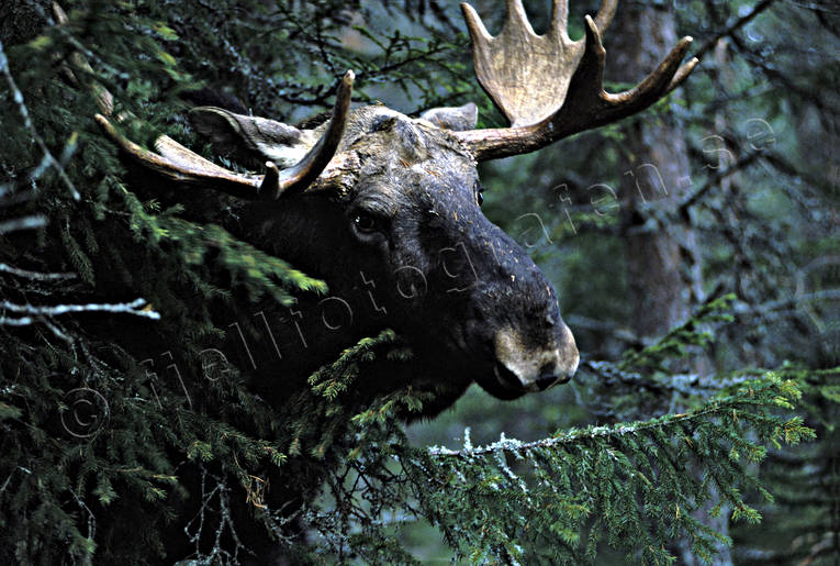 djur, dggdjur, horn, krona, oxe, skog, skogens konung, tjur, lg, lgar, lgoxe, lgtjur