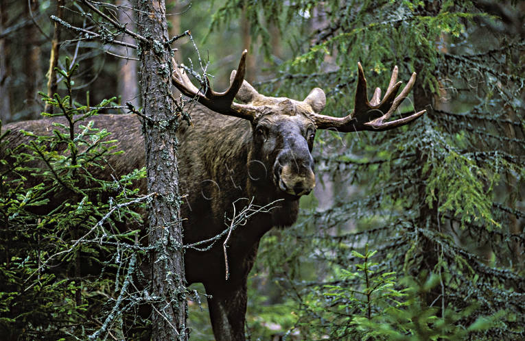 djur, dggdjur, hjortdjur, horn, hornkrona, konung, krona, oxe, taggar, tjur, lg, lgar, lgkrona, lgoxe, lgtjur