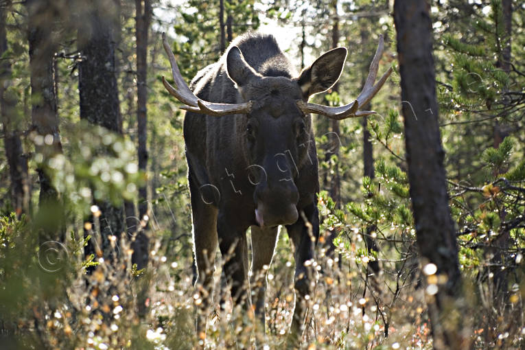djur, dggdjur, horn, sommar, tjur, lgar, lghorn, lgoxe, lgpark, lgtjur