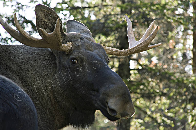djur, dggdjur, horn, sommar, tjur, lgar, lghorn, lgoxe, lgpark, lgtjur